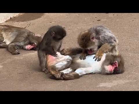番外編 パイセンお猿さんを見て毛づくろいしてみるパンチくん【番外編