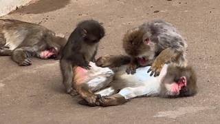 Download Lagu 番外編 パイセンお猿さんを見て毛づくろいしてみるパンチくん【番外編】【市川市動植物園】ニホンザル MP3