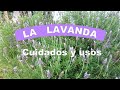 La Lavanda.- Cuidados y usos.