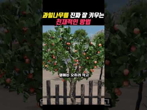 과일나무를 진짜 잘 키우는 천재적인 방법