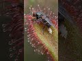 Fly Lays Eggs In A Sundew Trap #shorts