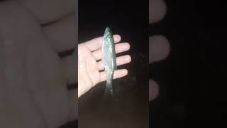 Kasna fishing