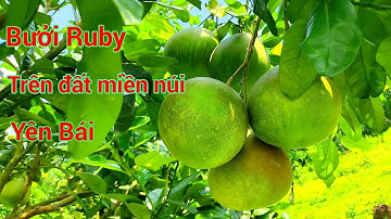 Giống bưởi ruby được trồng trên đất dốc, không chăm bón, cây vẫn phát triển rất tốt trên đất yên bái