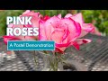 Pink roses pastel demonstration