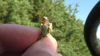 Bagworms