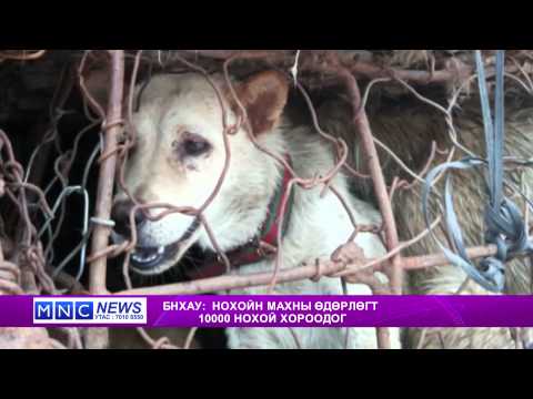 Видео: Хятад нохойг хэрхэн үржүүлэх вэ