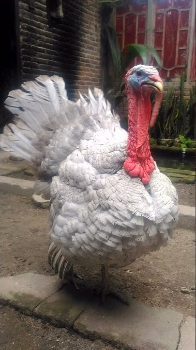 Suara Ayam Kalkun Blue Slate Jantan Yang Lucu.(@kalkunsamsudin)