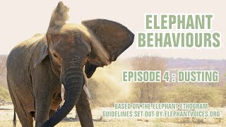 DUSTY ELEPHANTS! ELEPHANT BEHAVIOURS - EPISODE 4 - DUSTING