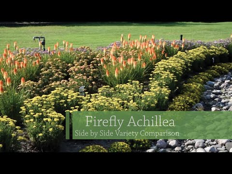 Video: Achillea Decorativa