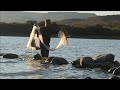 tilapias gigantescas callendo el sol en una bella laguna