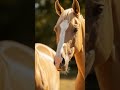 Horse Video Horse Kingdomofawais Animalshorts Shortsvideo Horseshorts 