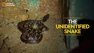 The Unidentified Snake | Snakes SOS: Goa’s Wildest | Full Episode | National Geographic