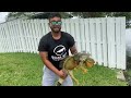 Giant iguana Almost Causes Car Accident on Busy Road!! Florida iguana Removal!