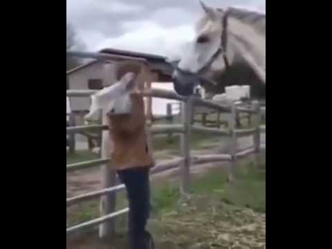 Téléchargement gratuit Images Une Mauvais Blague A Un Cheval Youtube dernière salutations