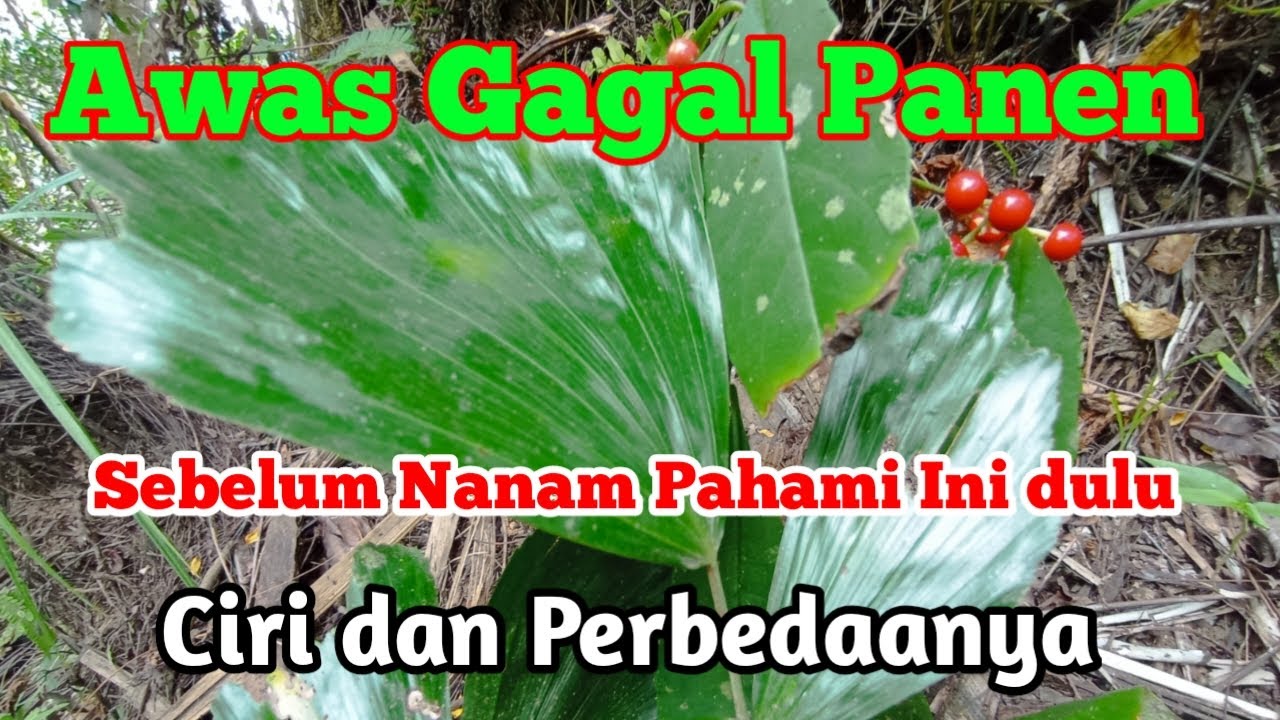 Cara Mengetahui Bibit Aren Dari Usia Dini Untuk Menanam Agar Tidak Gagal Panen||Lihat Perbedaannya