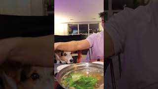 Corgi’s Birthday HotPot Dinner  #corgi