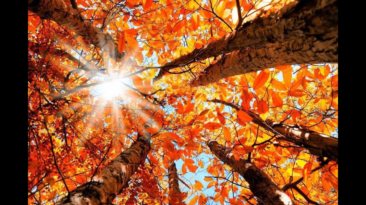 Quello che finora ho capito sulla gioia di vivere - Vito Mancuso