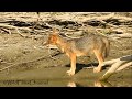 Chacal dorado a orillas del danubio canis aureus golden jackal