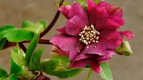Episode 204 The Gift of the Forest- Featured Flower Helebores