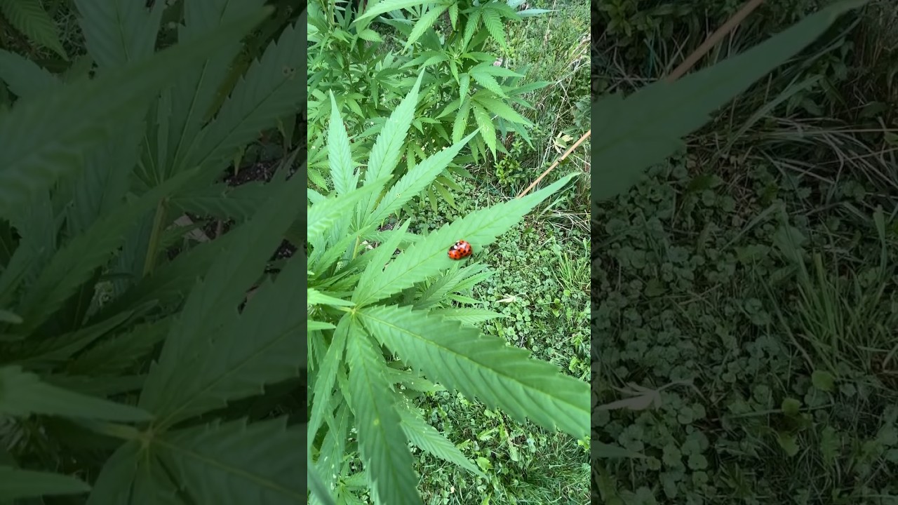 Skunk No1 from AGSeedco 