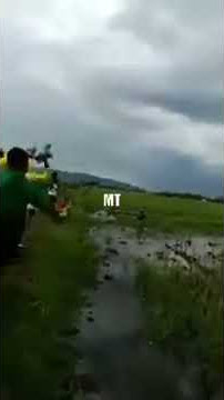 Balap burung dara joki jatuh ke sawah