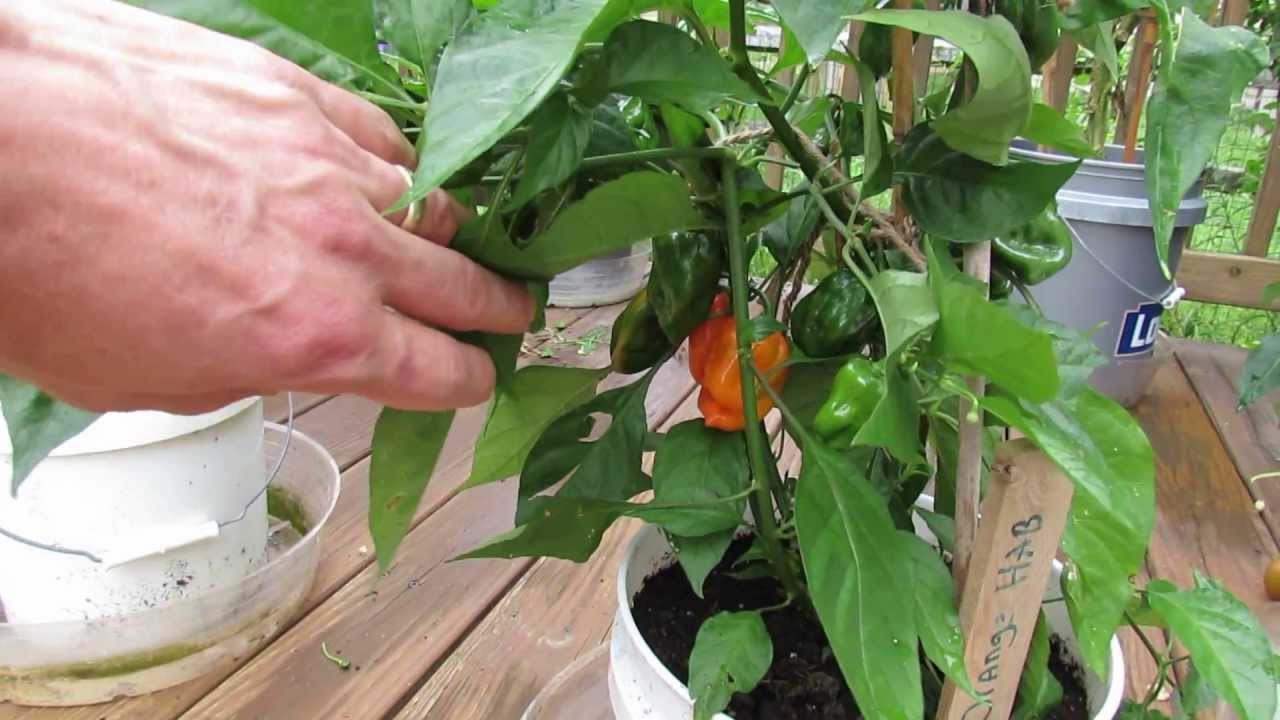 Great Container Peppers: The Orange Habanero in 2 1/2 Gallon Containers -  The Rusted Garden 2013