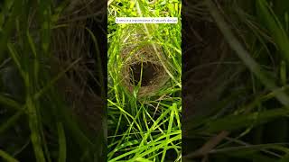 #nature #birds #nest #love #lifeisbutadream #shortsfeed #explore #wildlife #travel #trending #shorts