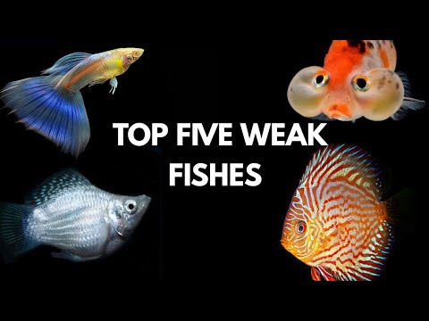 Very Worst Fish for Beginners… Avoid it