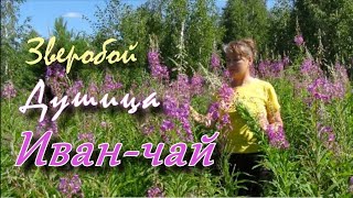 Поездка за травами " Уникальное место."..🌿.#фиточай#videonizuvi