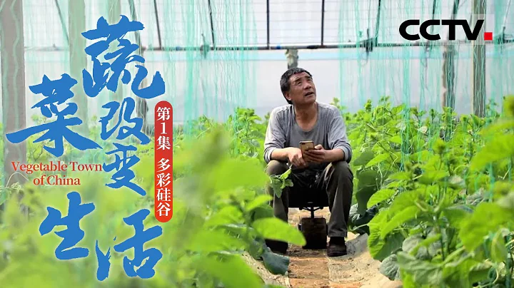 《蔬菜改變生活》第1集 走進中國蔬菜之鄉——壽光 看菜農如何實現「手機種菜」？【CCTV紀錄】 - 天天要聞