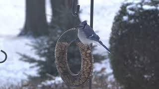 Blue Jay pulling peanuts from birdfeeder wreath.