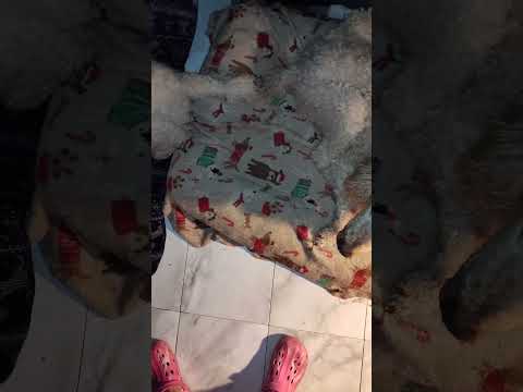 ME LOVE THEM LONG TIME