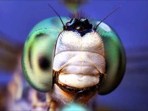 Böceklerdeki Muhteşem Gözler!