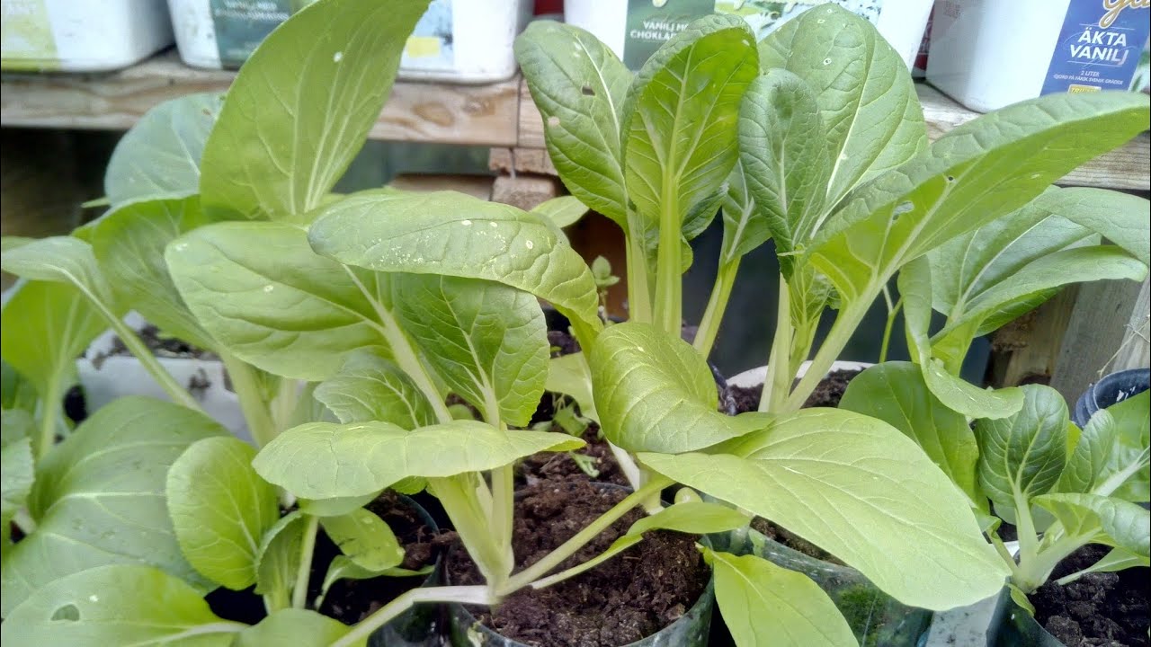 My DIY Greenhouse#pechay#greens#ecology#greenhouse#shorts - YouTube