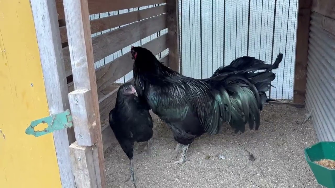 鶏友の飼育している薩摩鶏 総黒種 - YouTube