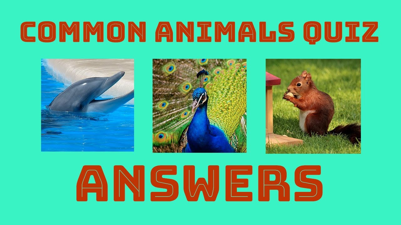 Guess the animal. Animal Quiz. Common animal
