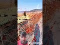 Machine Harvesting Jujubes in Seconds#work #satisfying #automobile