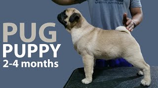 KEEPING UP WITH THE PUGLITOS | PUG PUPPIES TRAINING AND ACTIVITIES FROM 24 MONTHS