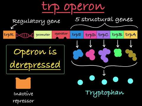 Video: Kodėl trp operonas laikomas represuojamu operonu?
