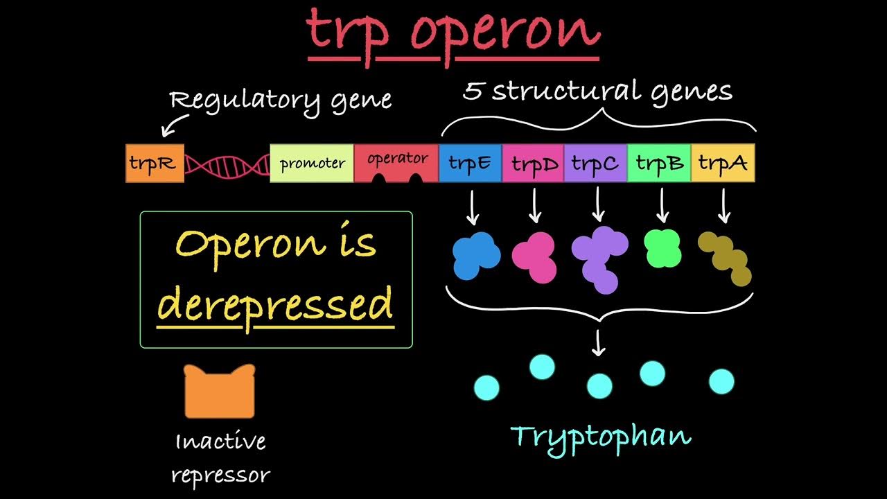 Begin Try End Tryptophan Structure