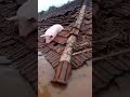 VÍDEO: porcos tentam se proteger de inundação no Rio Grande do Sul