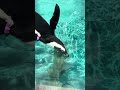 African Penguin Underwater at the Cincinnati Zoo 8-27-2025