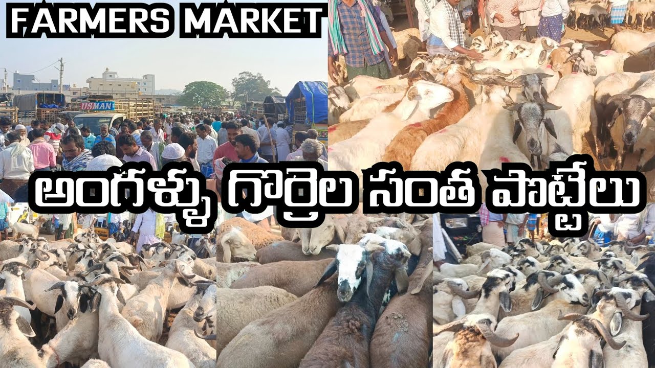 Angallu Sheeps Market 🐏🐑 Every Week 🐏🐑 - YouTube