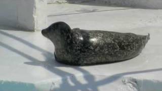 ゼニガタアザラシのまる