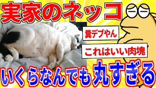 実家のデブ猫、いくらなんでも丸すぎる【2ch面白いスレゆっくり解説】