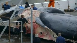 L'Islande chasse ses premières baleines de l'année - 24/06