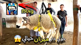 على المباشر: شاهد أضخم حوليوزنا فيه 150kg عند ضيعة الوعدودي