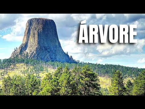 Vídeo: Maravilha da natureza - árvore de pedra