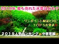 発表！水草人気ランキング Best５2019年に最も売れた中景草TOP５を育成のポイント共に解説！水草水槽で迷った時はこれ！初心者必見のアクアリウム・熱帯魚ノウハウ