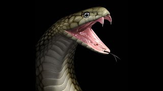 Que significa la serpiente en la brujeria